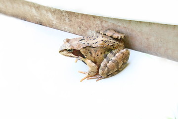 Brown frog