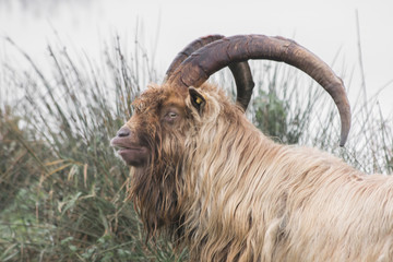 horned goat