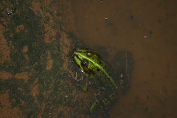 Green frog in some water