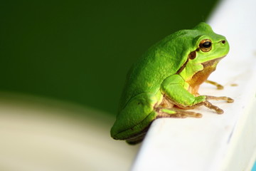European Tree frog