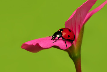 Ladybug