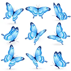 Zelfklevend Fotobehang Vlinders color butterflies,isolated on a white