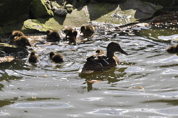 Mother duck with her children
