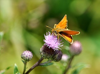 orange butterfly