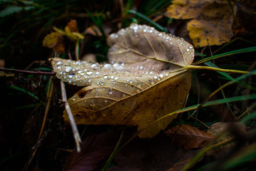 Fallen dried leaf with rain drops,Carpathians. Autumn 2016