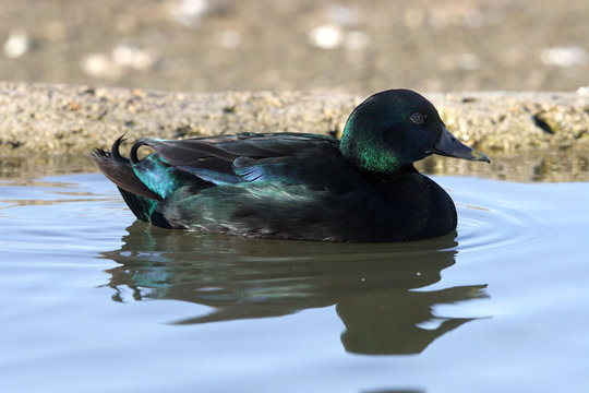 Canard Labrador
