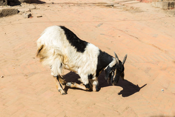 Goat crouching , kneeling