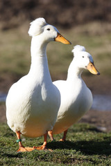 Canard Pompon