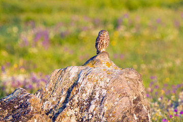 Ein Steinkauz in der Extremadura