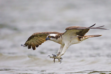 Fischadler beim Jagen in Mecklenburg