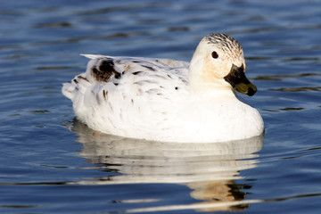 Canard mignon sauvage argenté