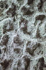 Black wood texture of burnt tree after fire