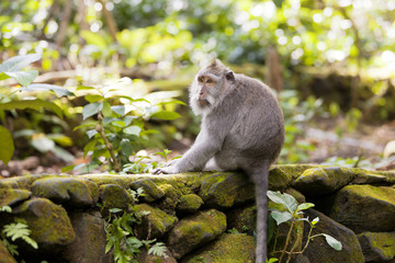 Monkey forest in Ubud Bali, Indonesia