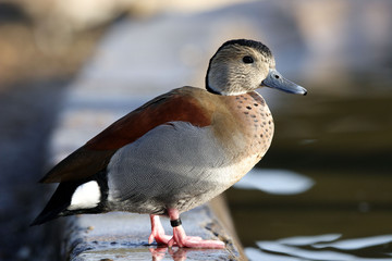 Sarcelle &agrave; collier