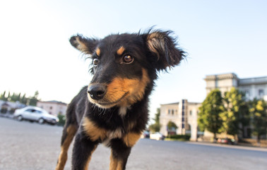 Fototapeta premium Portrait of a homeless dog in rural Georgia.