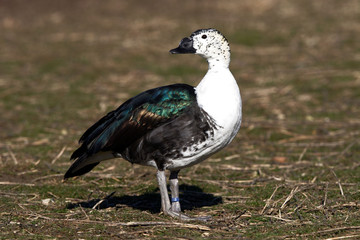 Sarcidiorne à bosse