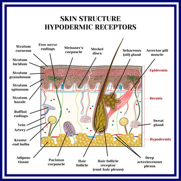 Skin structure. Hypodermic receptors (meissner corpuscle, merkel discs, pacinian corpuscle, ruffini endings, krause end bulbs, free nerve endings, sweat gland).