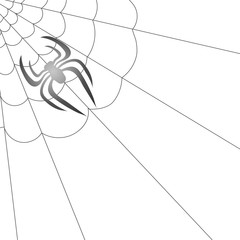 Poisonous Spider and Her Cobweb on White Background
