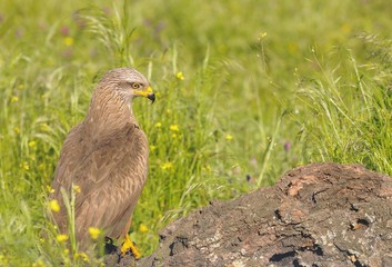 Black kite looking away while sitting in grass.