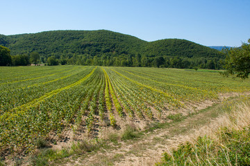 Fototapeta na wymiar Lavender field in France harvest and trimming showing fresh green growth against the dark green of the hillside 