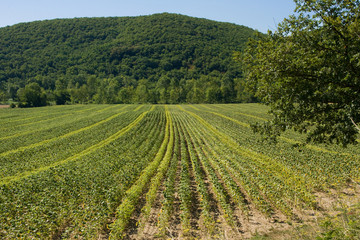 Fototapeta na wymiar Lavender field in France after the harvest and trimming showing fresh green growth against the dark green of the hillside 