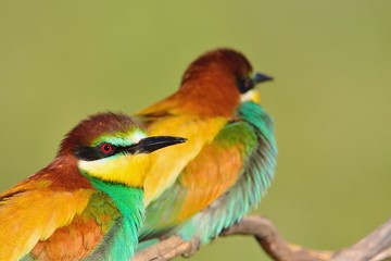 Couple of bee-eaters on leafless branch