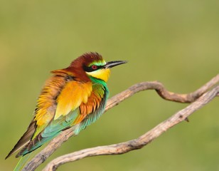 Close-up of bee-eater on tree branch