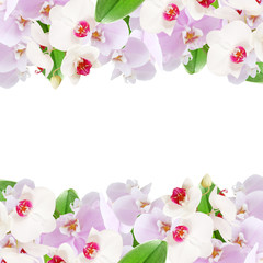 Beautiful floral frame of white and purple orchids 