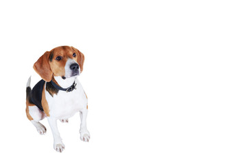 Handsome dog look from down to up. Beagle snapshot isolated on white background. Beautiful hunter.