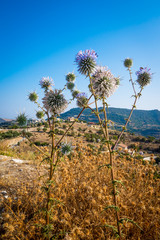 Dried flowers on blue sky background