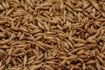 pile of raw natural oat seeds for breakfast