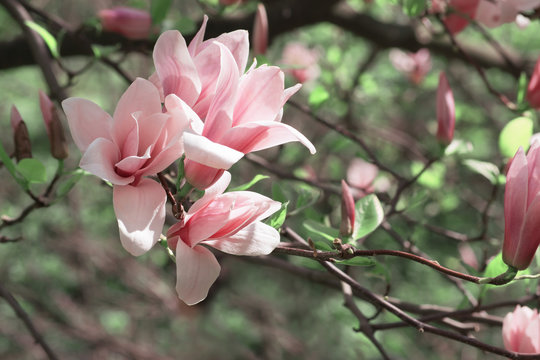 Fototapeta Spring floral background with magnolia flowers.