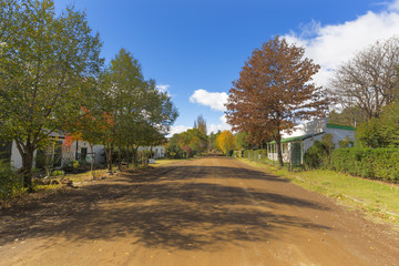 Autumn coloured trees next to the road