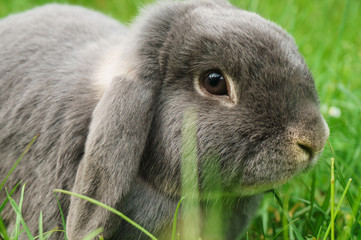 Gray rabbit in green grass