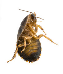cockroach - Blaptica dubia