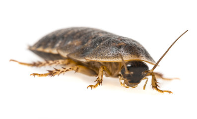 cockroach - Blaptica dubia