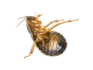 cockroach - Blaptica dubia