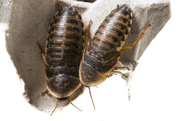 cockroach - Blaptica dubia