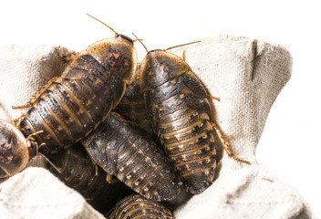 cockroach - Blaptica dubia