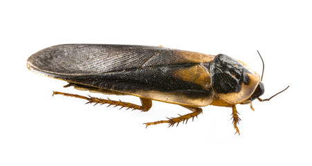 cockroach - Blaptica dubia