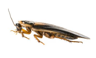 cockroach - Blaptica dubia