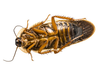 cockroach - Blaptica dubia