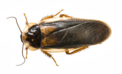 cockroach - Blaptica dubia