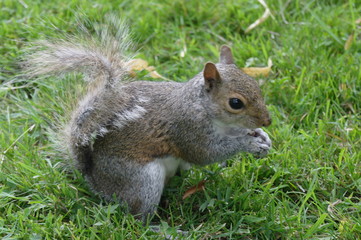 Grey squirrel eating on grass