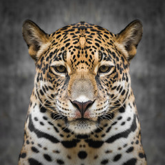 Fototapeta na wymiar Jaguar face close up