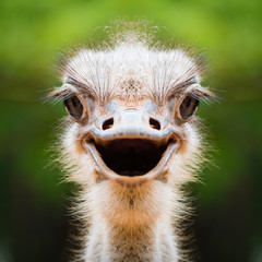 Ostrich face close up - obrazy, fototapety, plakaty