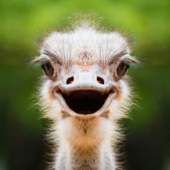 Deurstickers Struisvogel gezicht close-up © sattapapan tratong