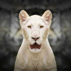 White lion face close up © sattapapan tratong