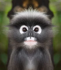 Gardinen Affe Dusky leaf monkey face close up  © sattapapan tratong