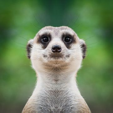 Meerkat face close up